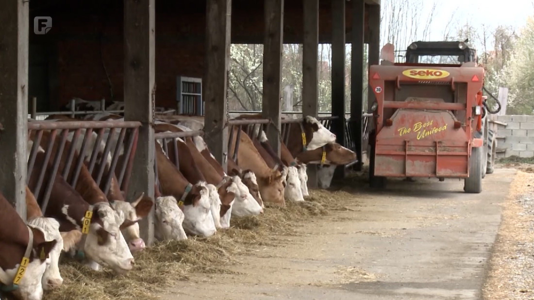 Farmeri u panici, opasnost od slinavke i šapa ponovo prijeti BiH