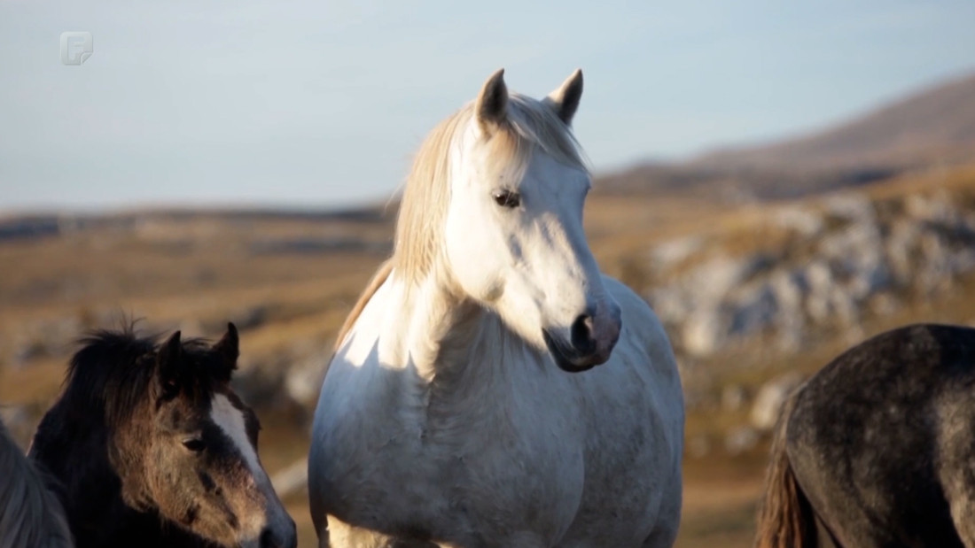 Sveučilište u Splitu izrađuje studiju o divljim konjima na području Livna