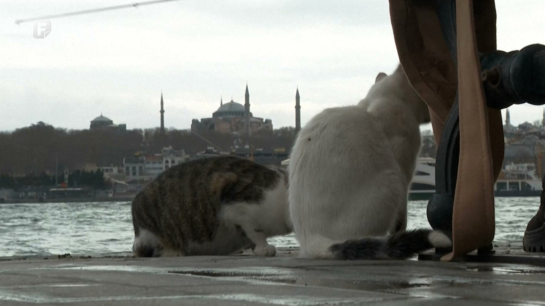 Život životinja lutalica nije lak - osim ako nisu na ulicama Istanbula