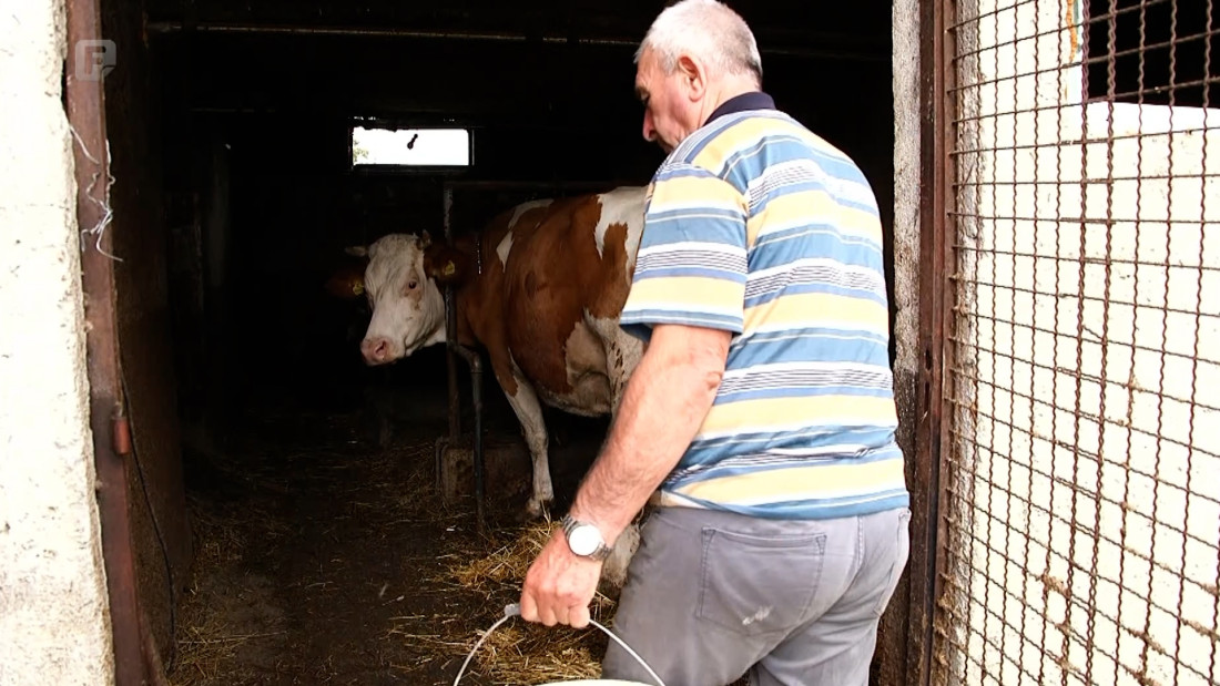 Poljoprivrednici traže zabranu uvoza mlijeka, Hrnjić upozorava na posljedice