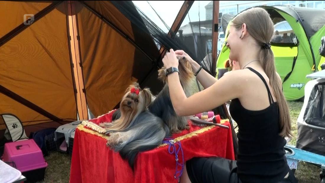 Treću godinu zaredom Domaljevac domaćin izložbe pasa