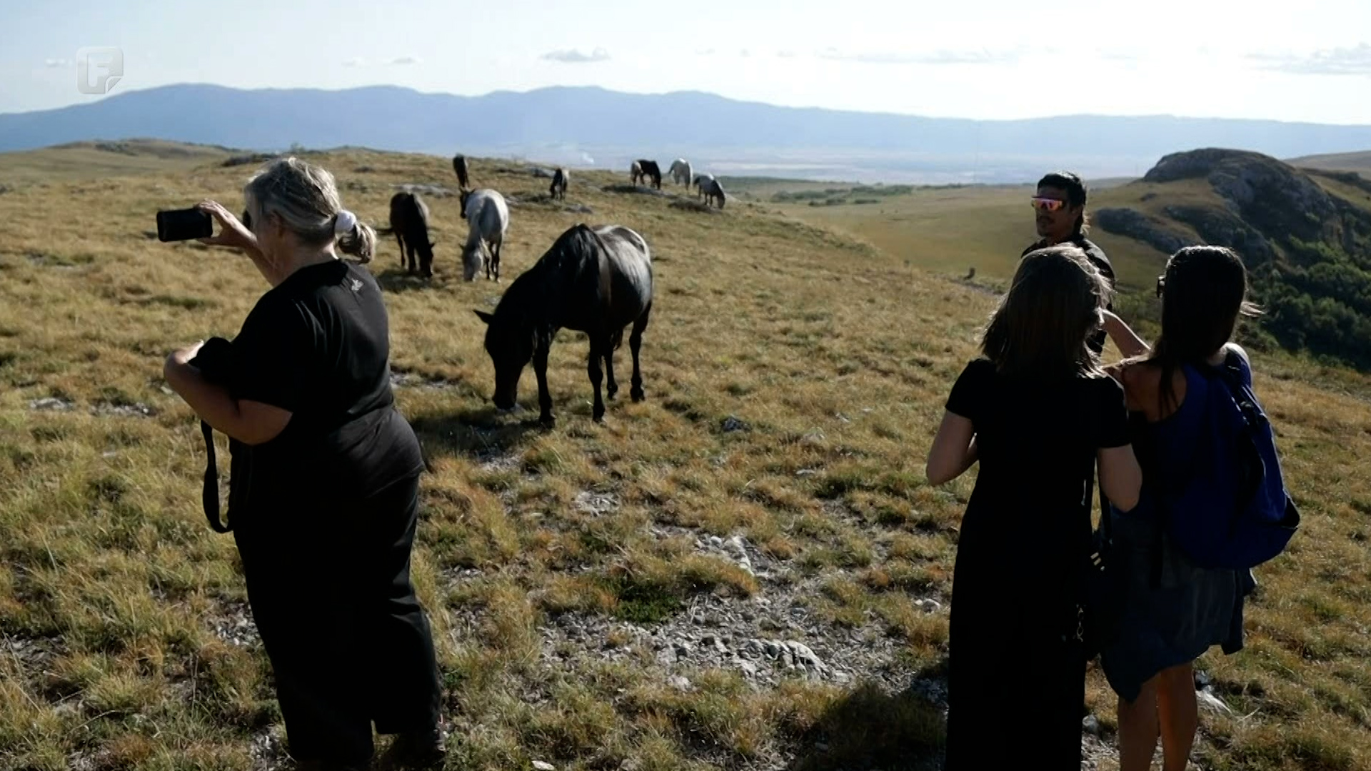 Napravljen prvi korak ka zaštiti livanjskih konja i sudionika u prometu