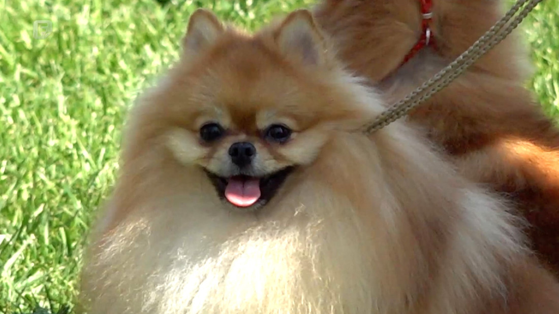 Za nagrade u Bijeljini nadmetalo se više od 600 pasa iz BiH i regije