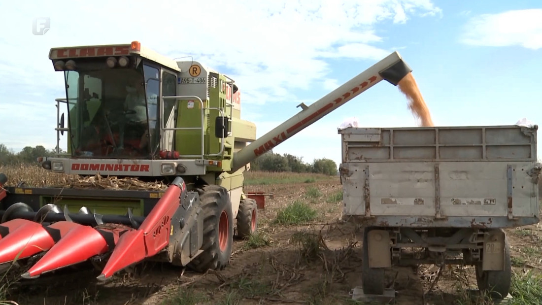 Slab prinos i loš kvalitet kukuruza u Semberiji prijete opstanku stoke