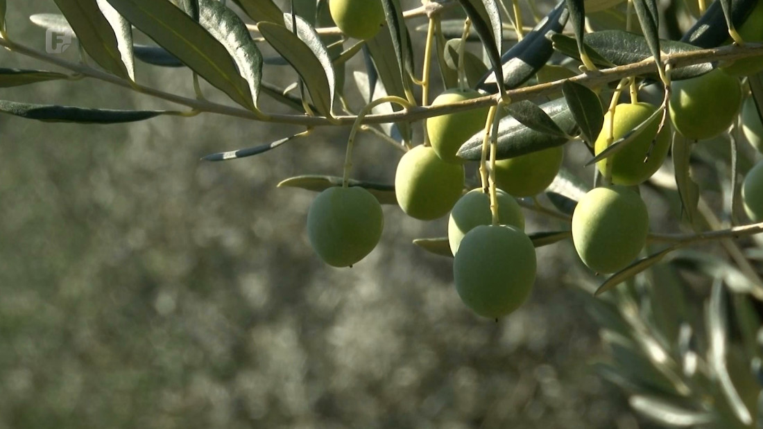 Zbog klimatskih promjena Hercegovina sve pogodnija za uzgoj maslina