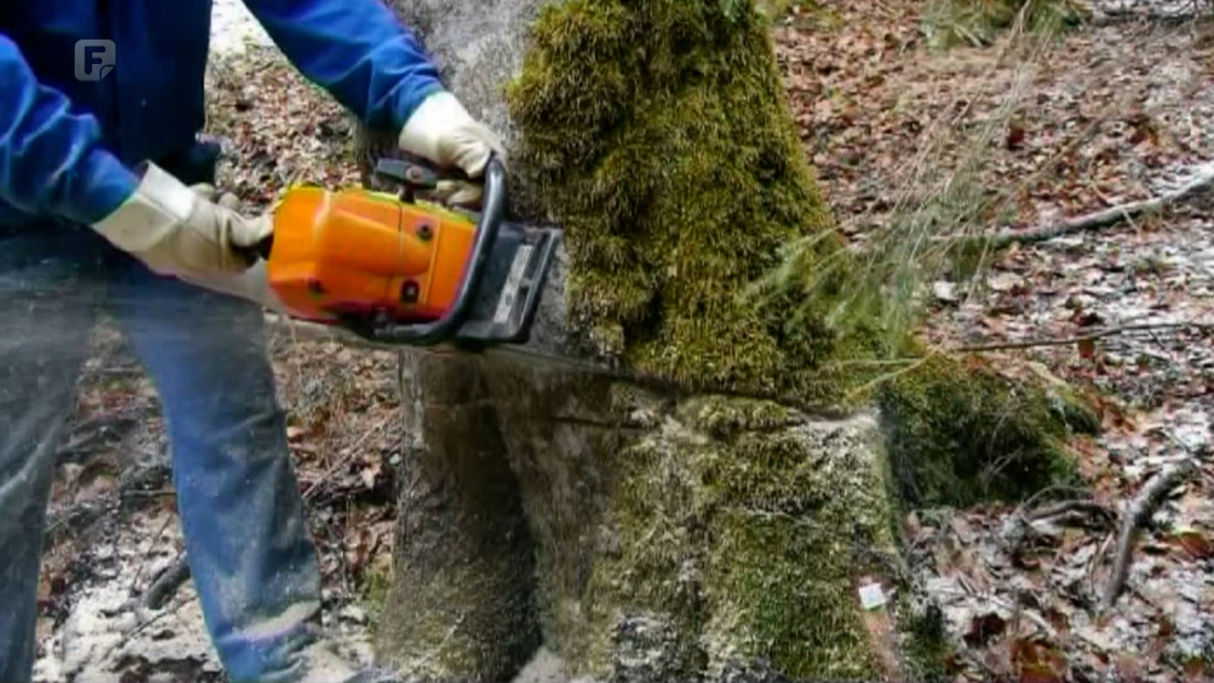 Šume u Federaciji bez zaštite - višedecenijski pravni vakuum