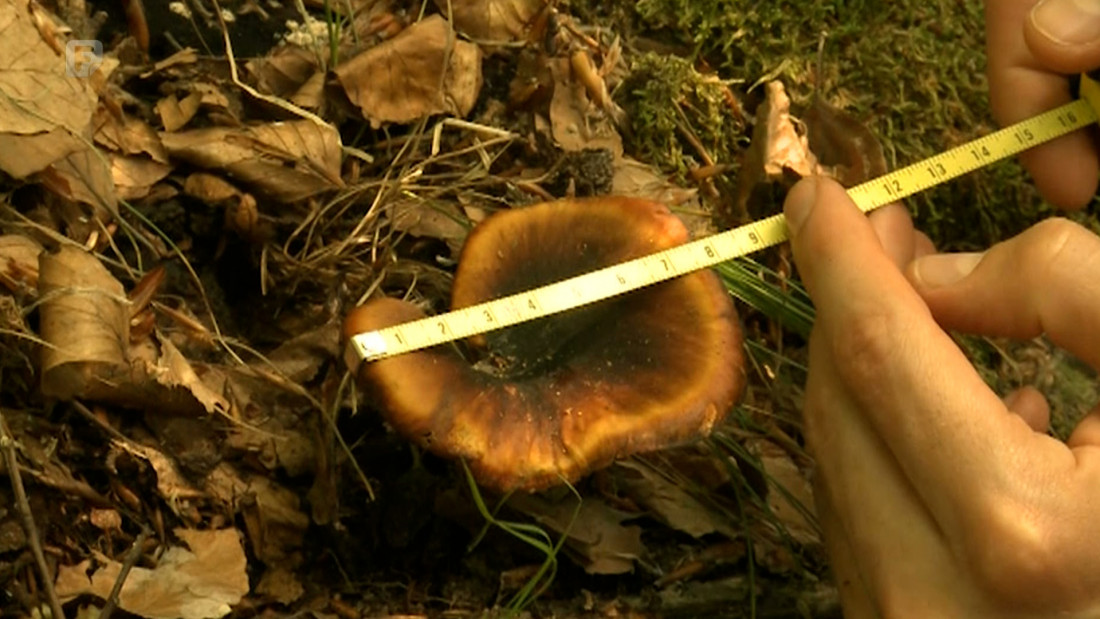 U Nacionalnom parku Una projekt istraživanja i mapiranja gljiva