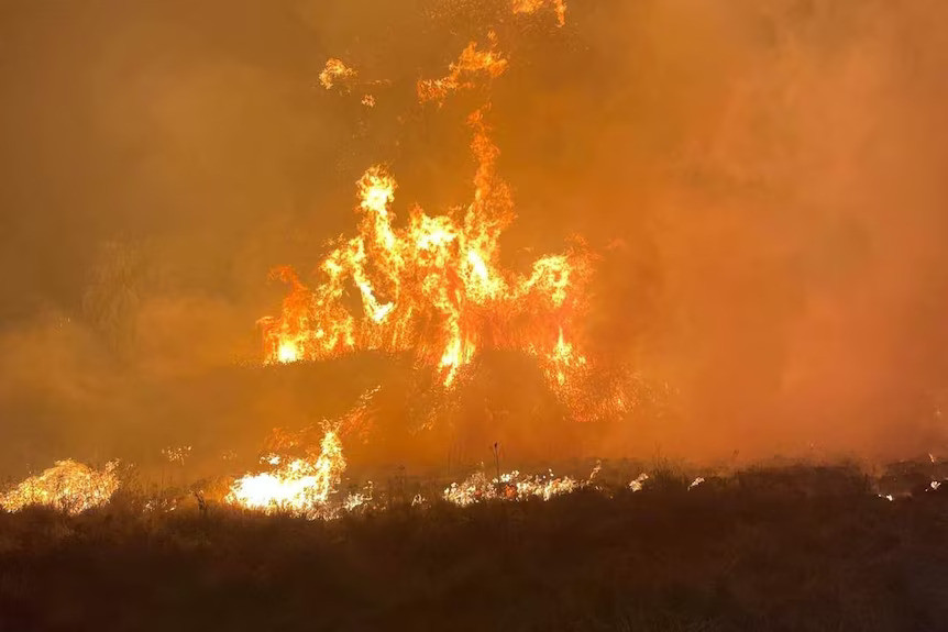 U požarima u Australiji nastradale životinje, uništena imanja