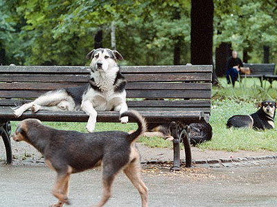 Pravilnik Kantona Sarajevo o držanju životinja
