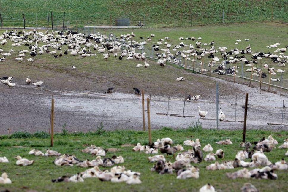 Otkriven ptičji grip u Francuskoj