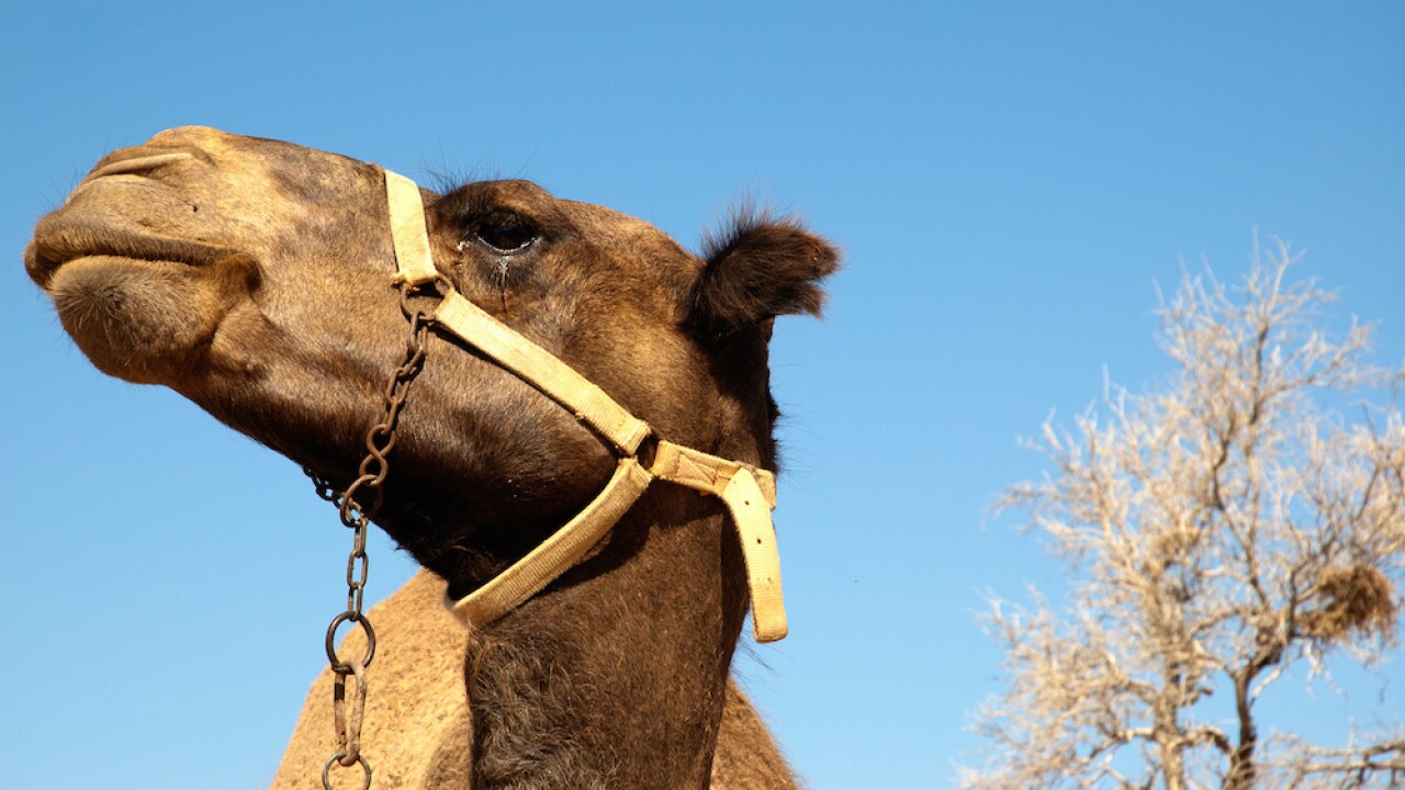 SAD: Kamila usmrtila dva muškarca