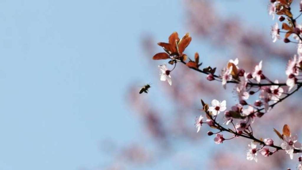 Proljeće "stiže" večeras u 22 sata i 22 minute