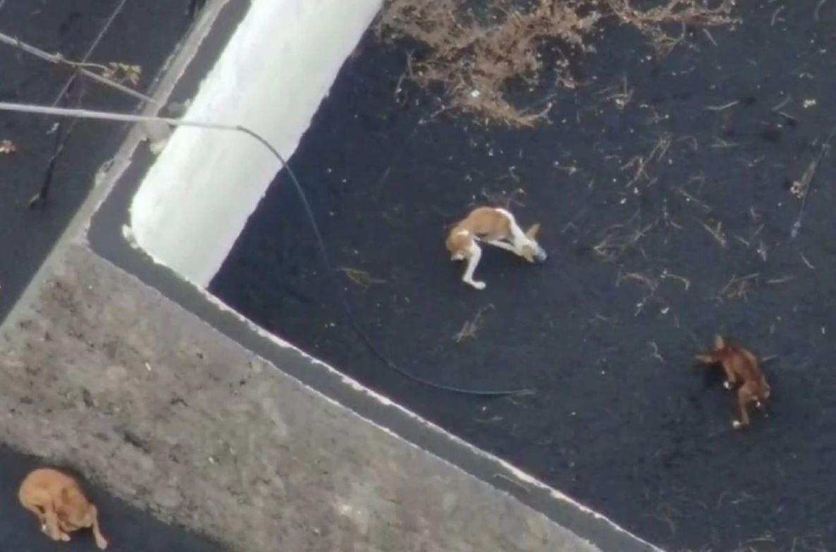 Odobreno da se dronom pokušaju spasiti tri psa