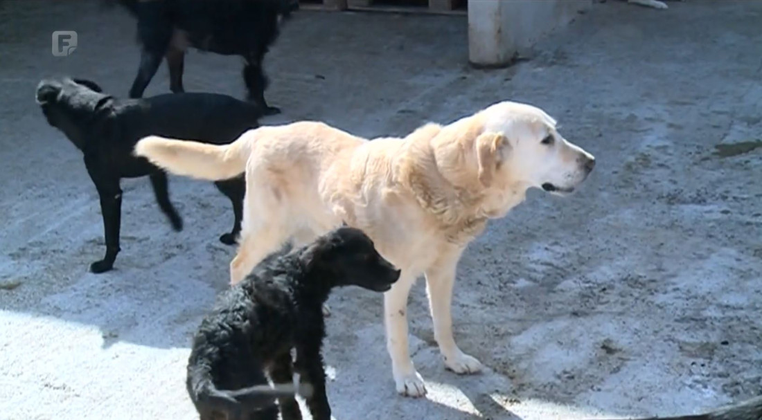 Aktivisti upozoravaju na nehumane uslove u tešanjskom azilu za pse, iz Udruženja odbacuju navode