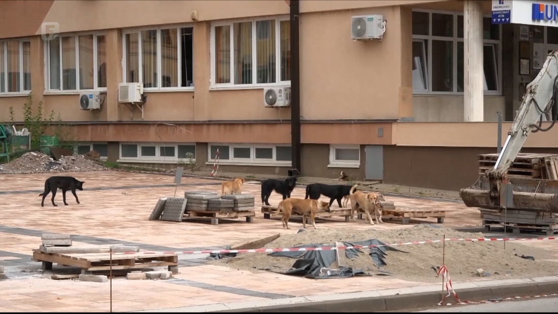 Protesti i obustava nastave u Goraždu: Pitanje pasa lutalica izazvalo bijes građana