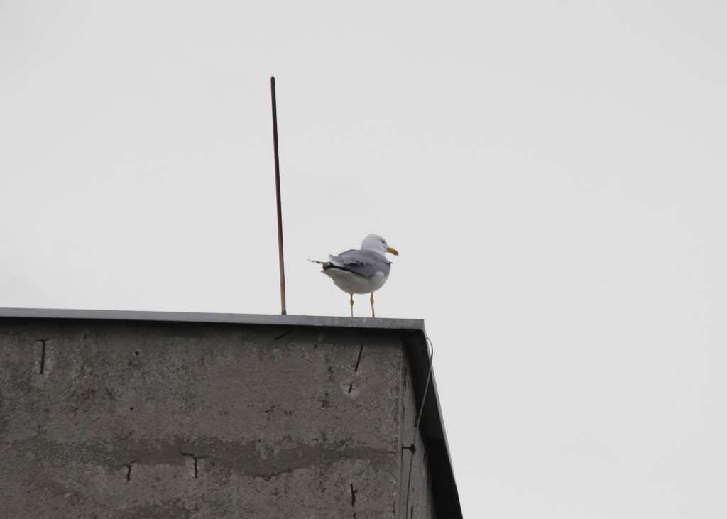Počeo projekt istraživanja ptica u tvorničkom krugu cementare Kakanj