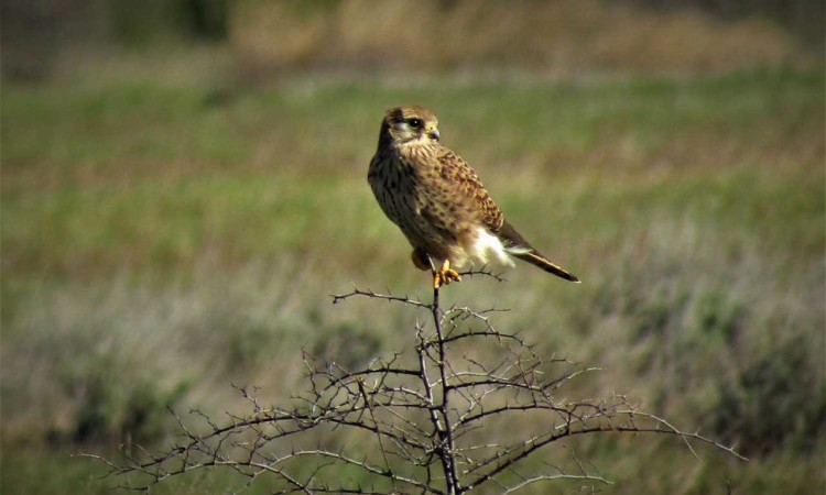 WWF Adria: Nužne snažnije mjere za očuvanje Mostarskog blata