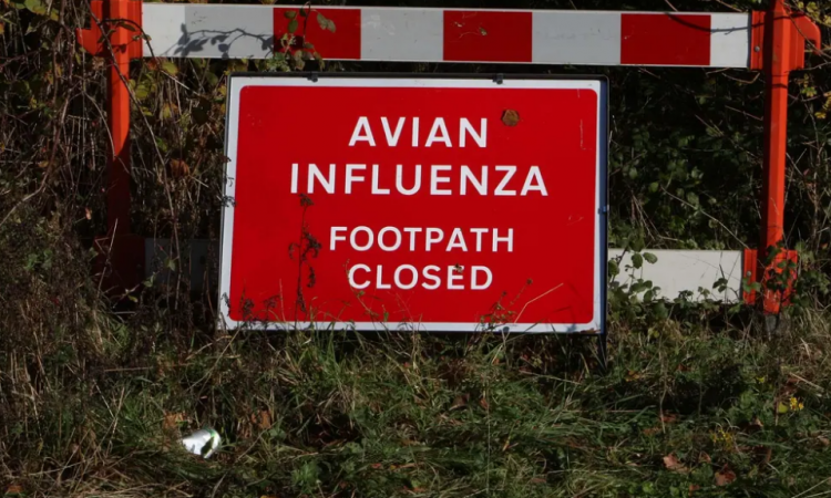 Vrlo rijedak slučaj ptičje gripe otkriven na jugozapadu Engleske