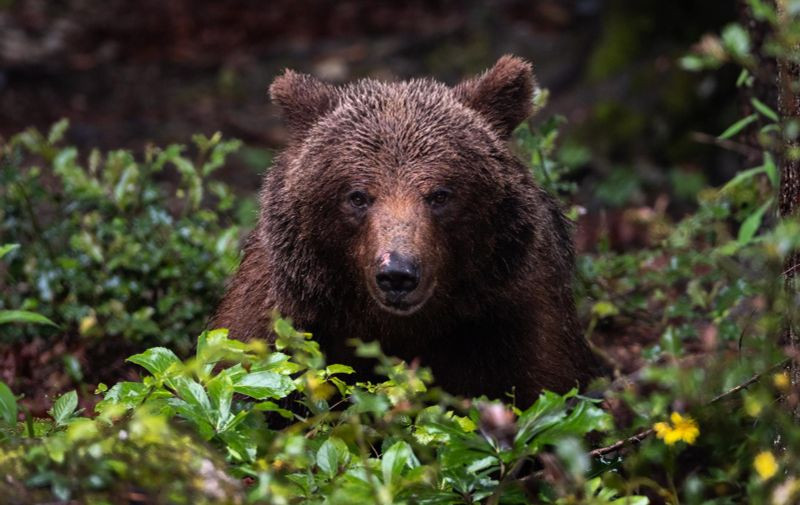 Medvjed u Sloveniji napao ženu, životno ugrožena