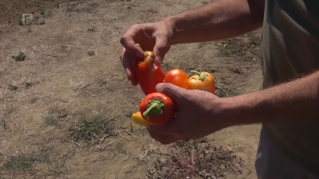 Prinosi povrća i voća prepolovljeni, ugrožen i stočni fond