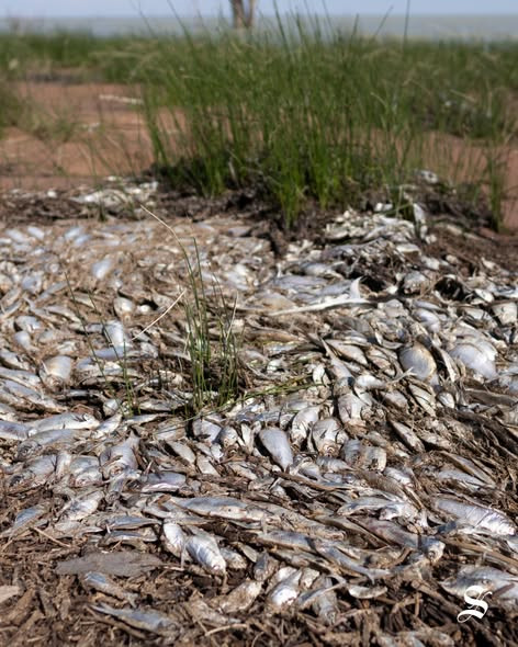 Od posljedica toplotnog talasa u Australiji uginule hiljade riba