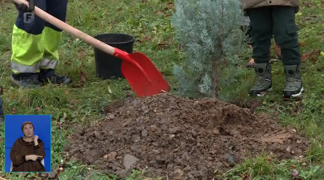 Eko forum i učenici zasadili 50 sadnica crnogoričnog drveća na Kamberovića polju