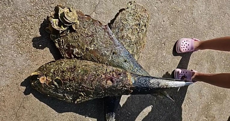 Hrvatska: Krivična prijava protiv ukrajinske državljanke zbog vađenja tri velike periske