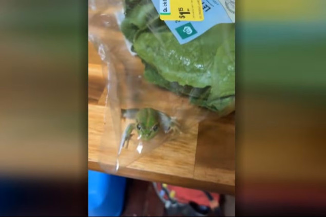Australijanac u kesi salate iz supermarketa pronašao živu žabu