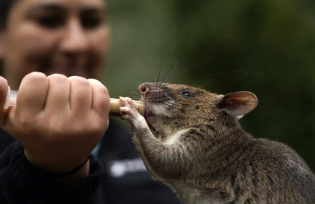 Dok u New Yorku mrze pacove, u San Diegu promovisana ambasadorka pacova koja pomaže ljudima