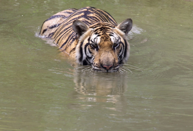 Istraga u toku nakon što je bolest ubila 72 tigra u tajlandskom turističkom parku