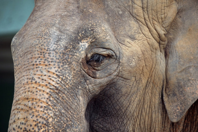 Slon usmrtio 20 osoba u Indiji, potraga u toku