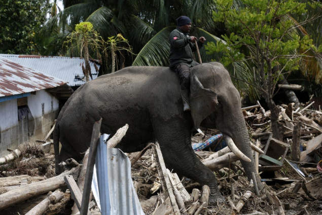 Slonovi u misiji spasa: Indonezija ih koristi da razmiču ruševine nakon katastrofalnih poplava