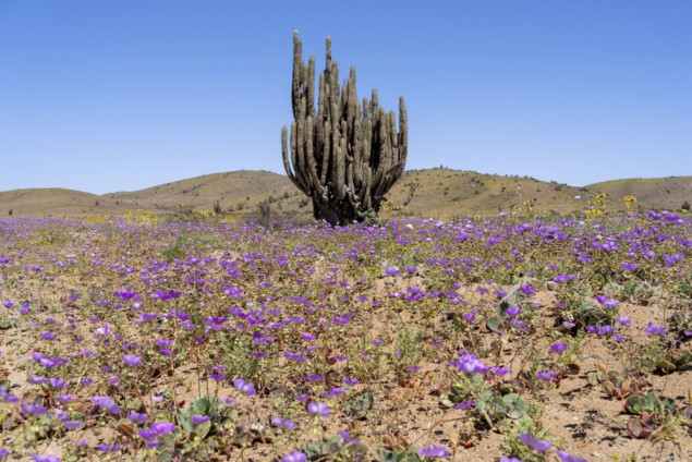 Pustinja Atacama procvjetala nakon obilnih kiša: Milioni cvjetova prekrili pustinju