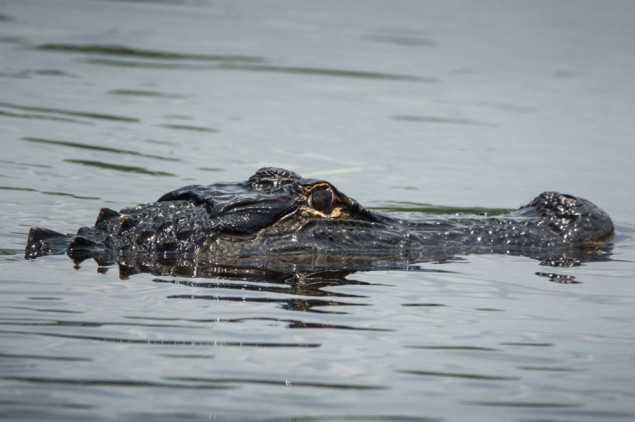 Aligator dug gotovo 3,7 metara odvukao ribara u vodu i usmrtio ga na Floridi