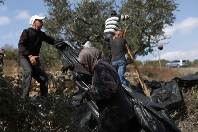 Palestinski poljoprivrednici u Gazi suočeni s jednom od najtežih sezona berbe maslina