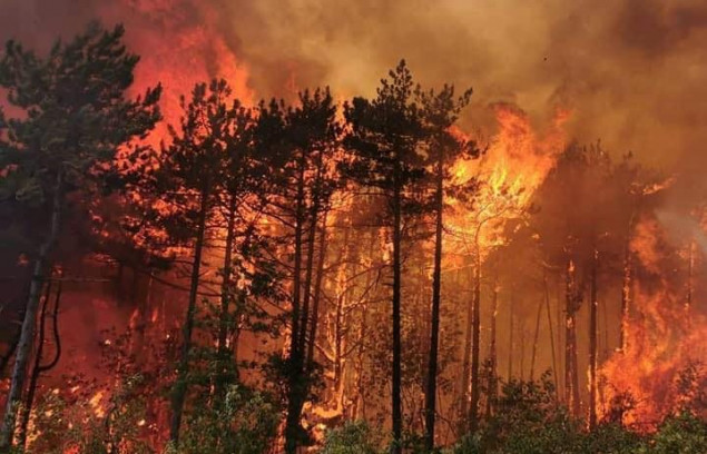Vatrogasci uz herojsku borbu stavili pod kontrolu požar na Krasu