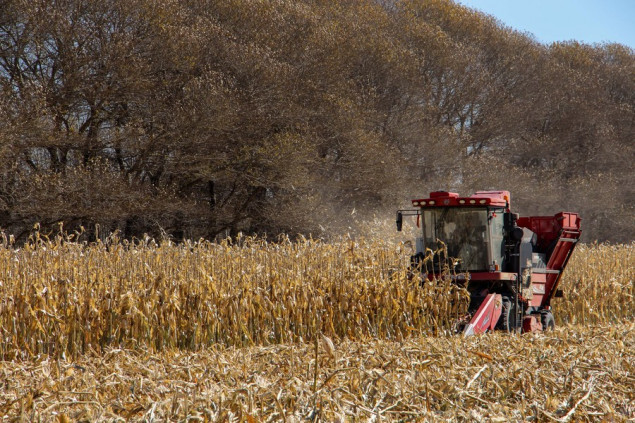 Kineski istraživači pronalaze novi način da sintetišu skrob i proteine iz stabljike kukuruza