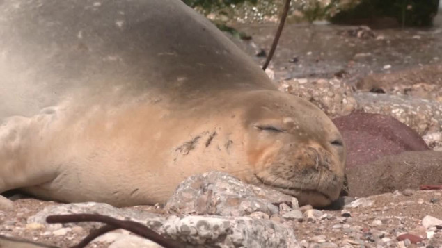 Ugrožena vrsta foke po imenu Yulia sunča se na plaži u Tel Avivu