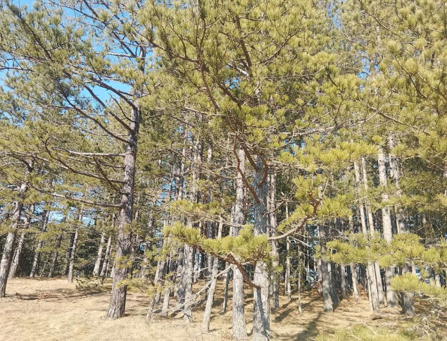 'Čuvajmo šume - čuvajmo život!' poruka je Federalnog šumarskog inspektorata na Svjetski dan šuma