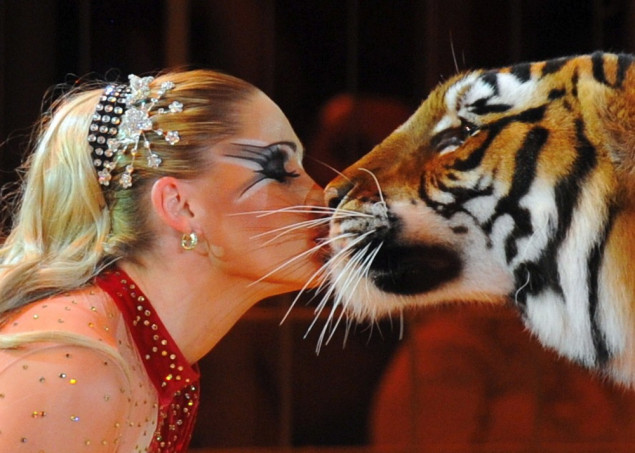 Tigar Sandokan usmrćen nakon bijega koji je uznemirio stanovnike Schkeuditza