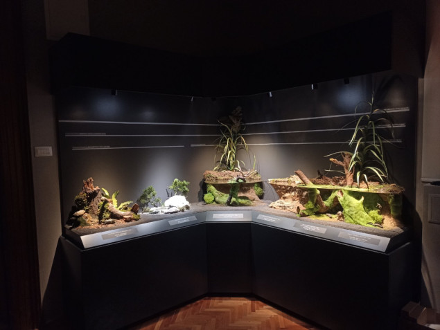 Zemaljski muzej BiH: 1. februara otvaranje nove  stalne postavke „Vodozemci i gmizavci Bosne i Hercegovine”