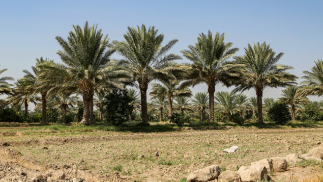 Irak će posaditi pet miliona stabala u borbi protiv klimatskih promjena
