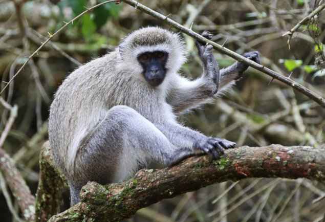 Majmuni lutaju gradom - St. Louis traži nestale životinje četiri dana