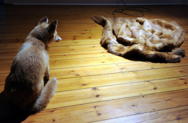 Poljska uvodi potpunu zabranu uzgoja životinja za krzno