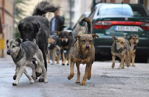 U KS-u trenutno na ulicama oko 6.000 napuštenih pasa, broj u porastu