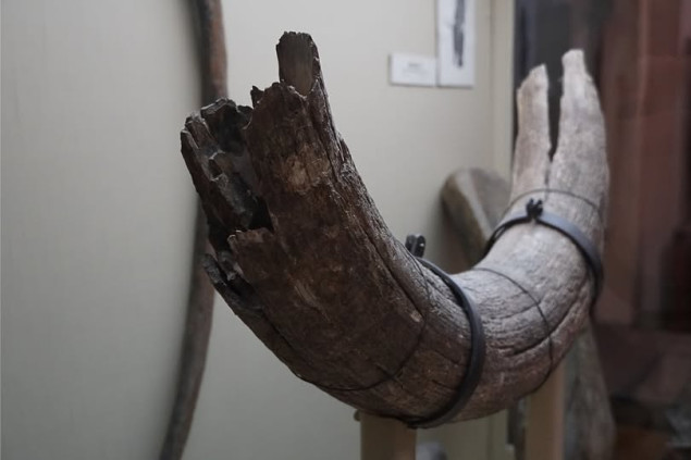 Priče iz Zemaljskog muzeja BiH - Fosil mamuta kao svjedok naše "ledene" prošlosti