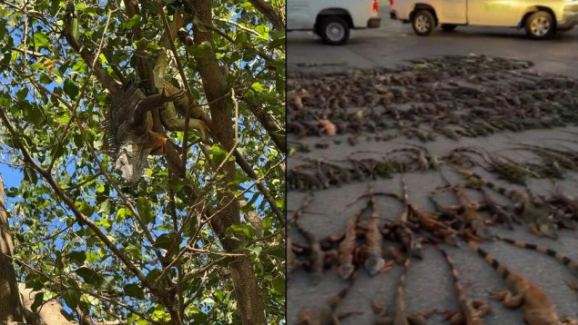 Ekstremna hladnoća pogodila Floridu, iguane padaju sa drveća uslijed smrzavanja
