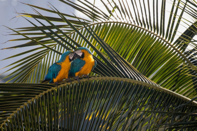 Nakon dva stoljeća tišine: Plavo-žute are vraćaju život u šume Brazila