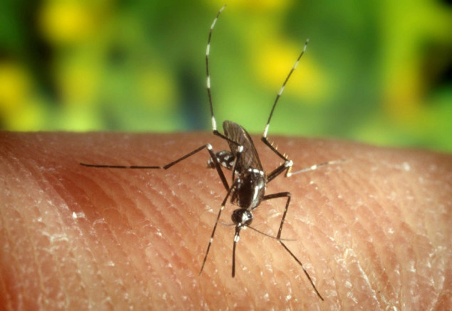Četiri osobe preminule od virusa Zapadnog Nila u Grčkoj, potvrđena 42 slučaja zaraze