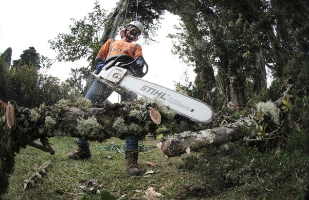Neograničene novčane kazne, pa čak i zatvor, za nelegalnu sječu šume